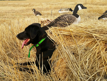 Beavertail Dog Field Blind