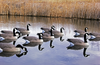 DOA Rogue Series Canada Goose Full Body Floater Decoys 6 pack