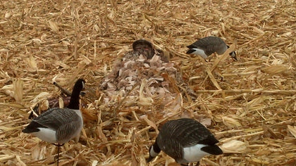 Beavertail Concealment Blanket Golden Grain