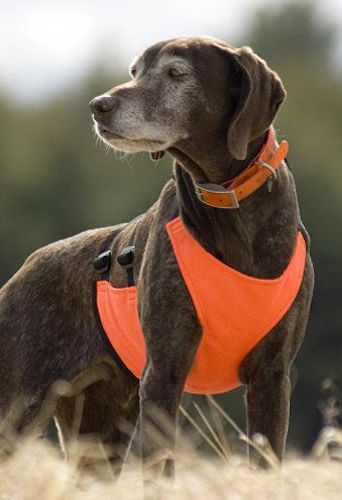 Mendota Dog Skid Plate